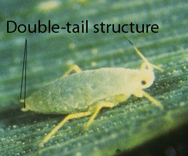 Double "tail" structure.