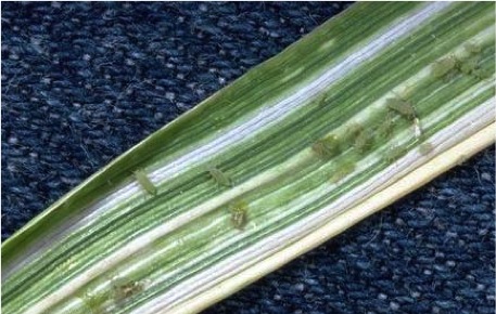 Steaking on leaves caused by Russian wheat aphid
