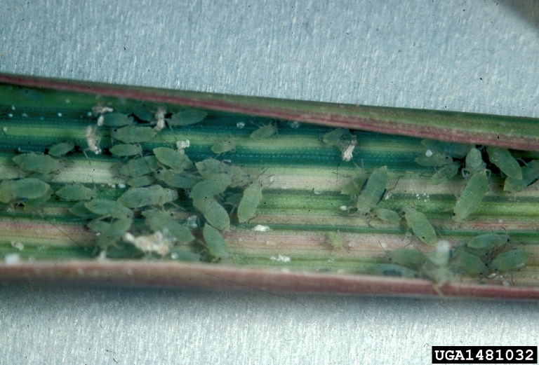 Russian wheat aphid inside rolled leaf