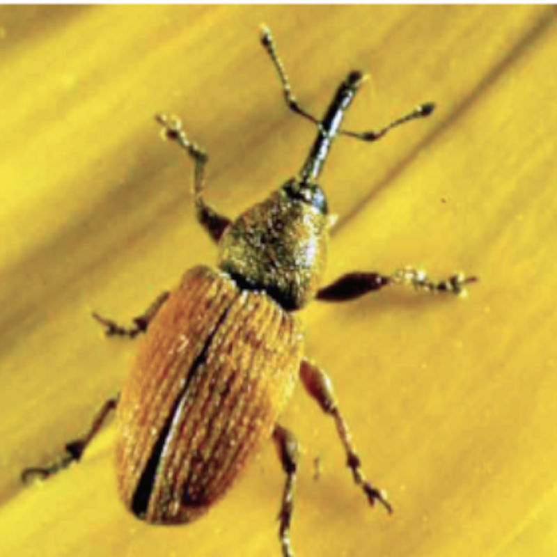 Red sunflower seed weevil