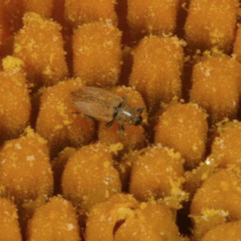 Red sunflower seed weevil