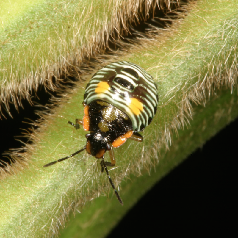 Immature green stink bug