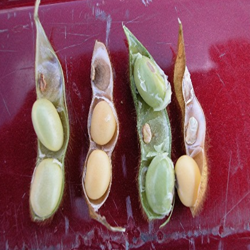 Stink bug feeding damage to pods