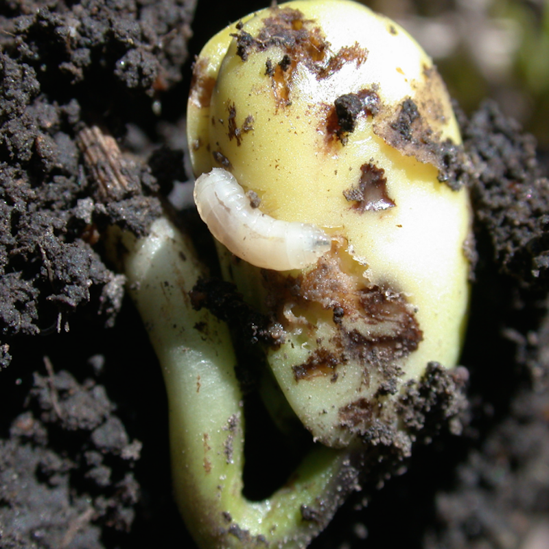 Seed corn maggot