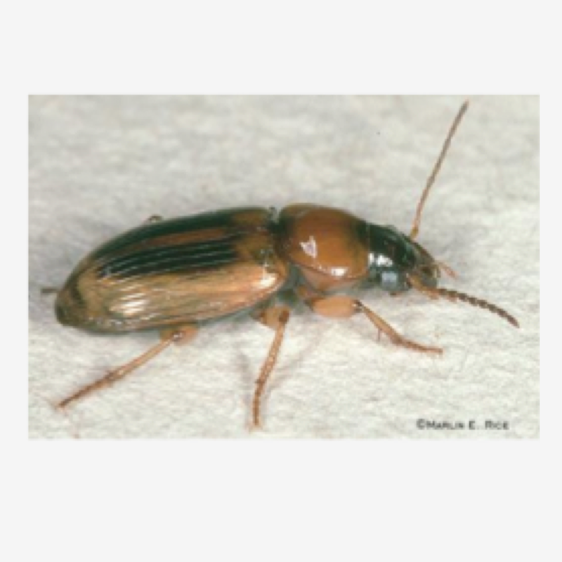 Seed corn beetle
