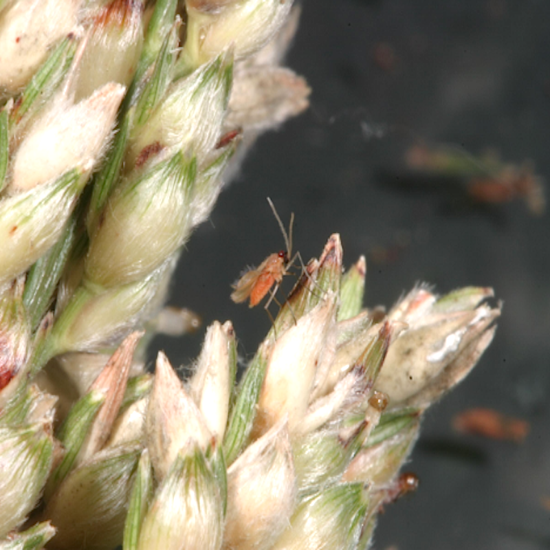 Sorghum midge adults and damage to sorghum head