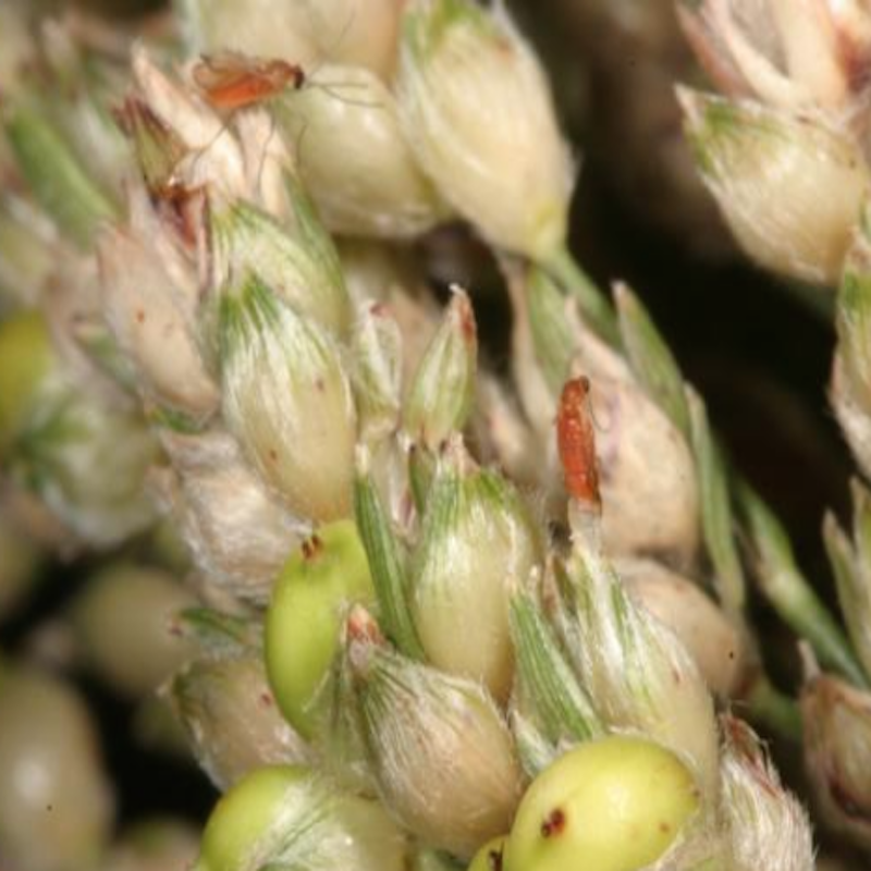 Sorghum midges