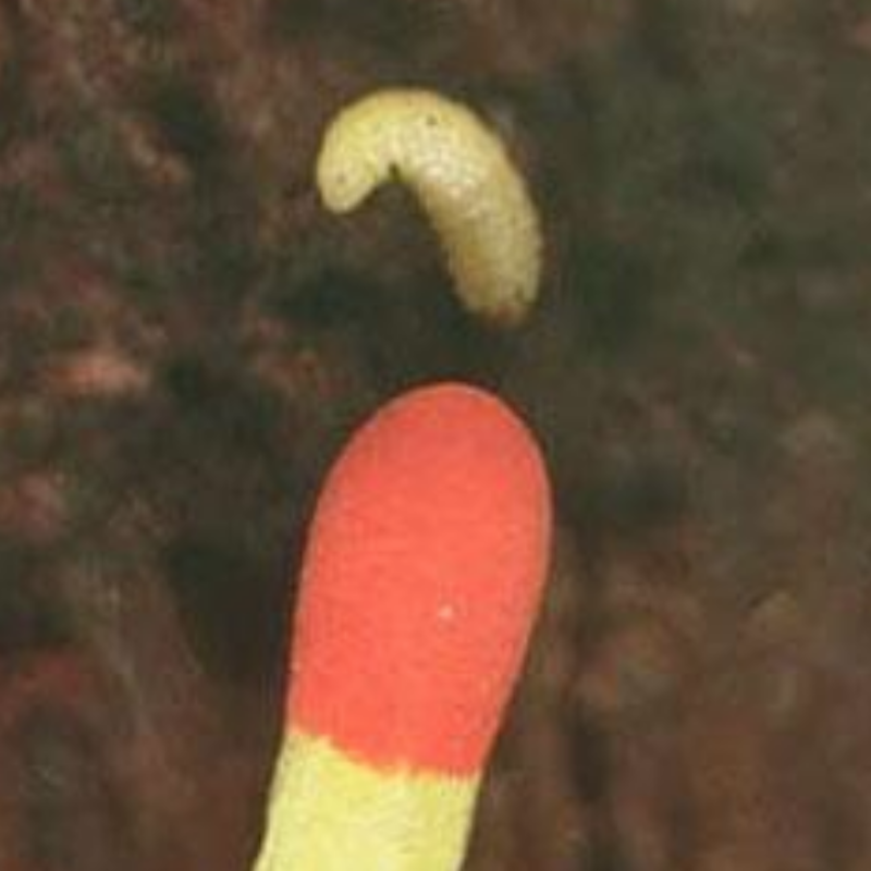 Sugarcane rootstock weevil