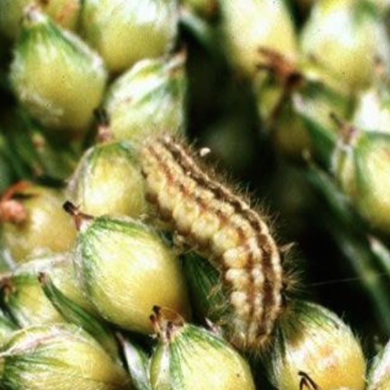 Sorghum webworm caterpillar