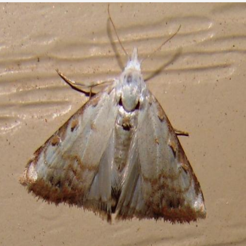 Sorghum webworm moth