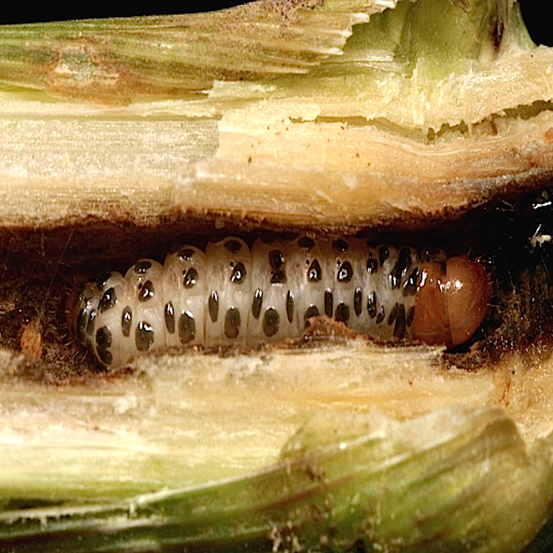 Southwestern corn borer