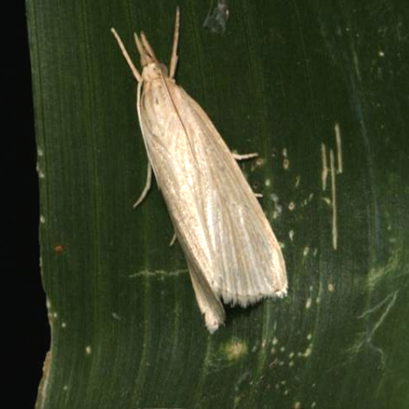 Southwestern corn borer moth