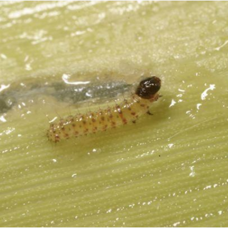 Early instar southwestern corn borer