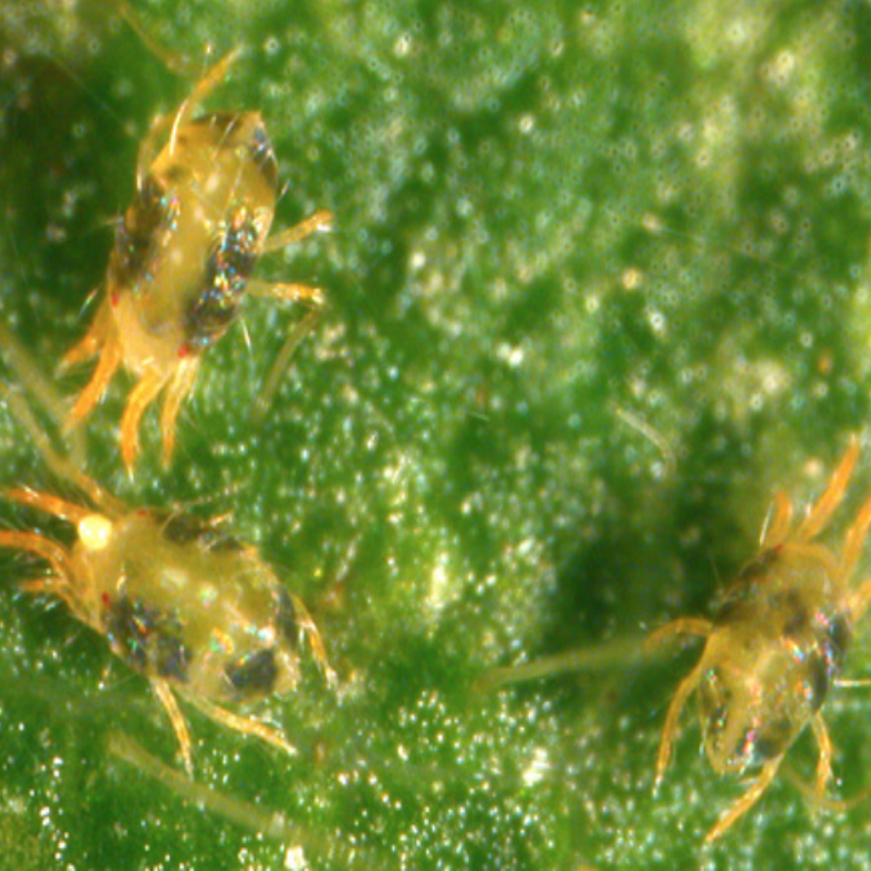 Spider mites