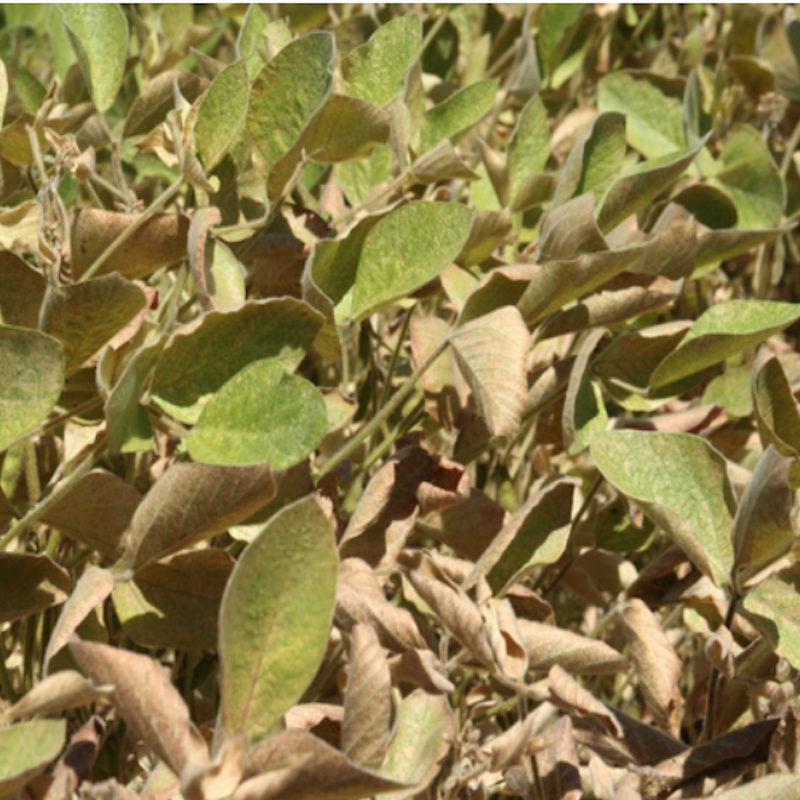 Spider mite damage