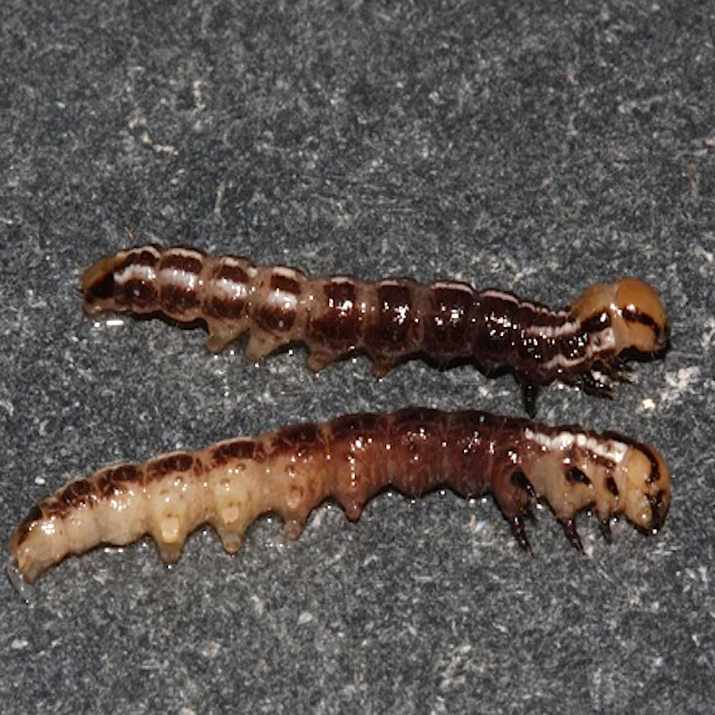 Stalk borer