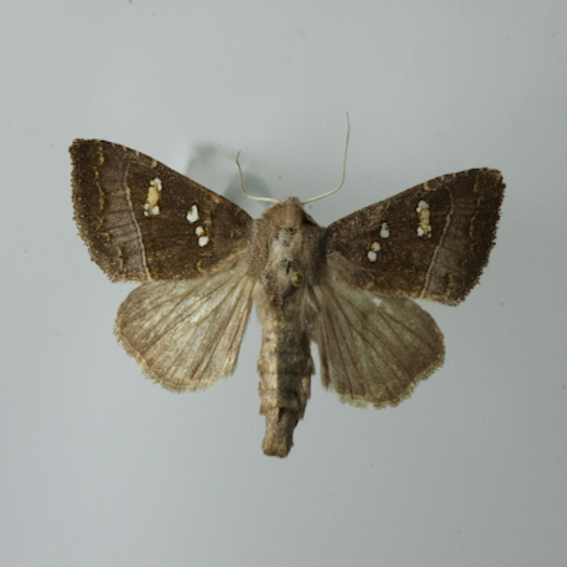 Stalk borer moth