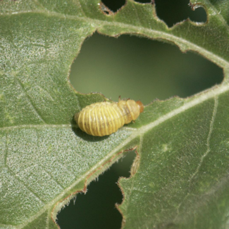 Sunflower beetle larva