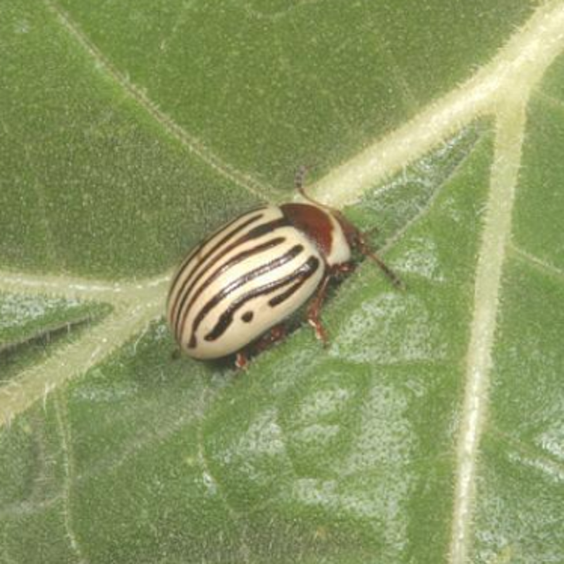 Sunflower beetle adult