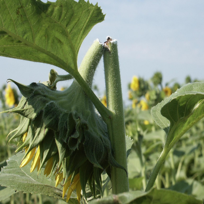 Sunflower headclipping weevil damage