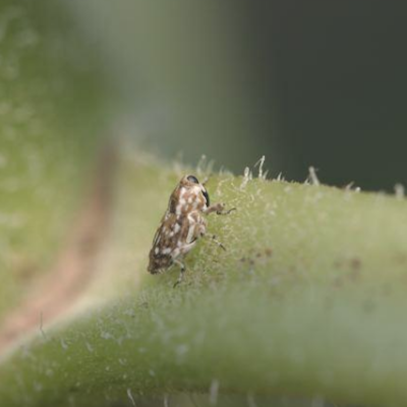 Sunflower stem weevil adult