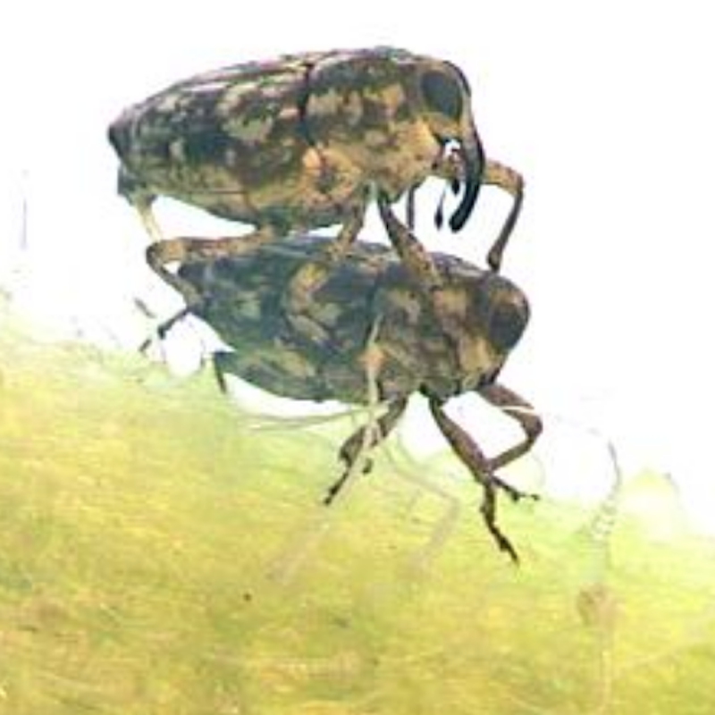 Sunflower stem weevil adults