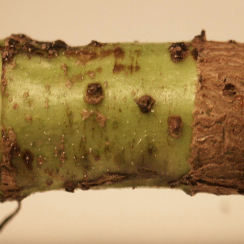 Sunflower stem weevil damage
