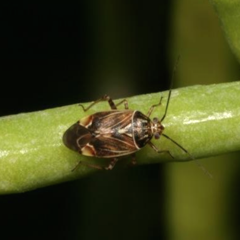 Tarnished plant bug