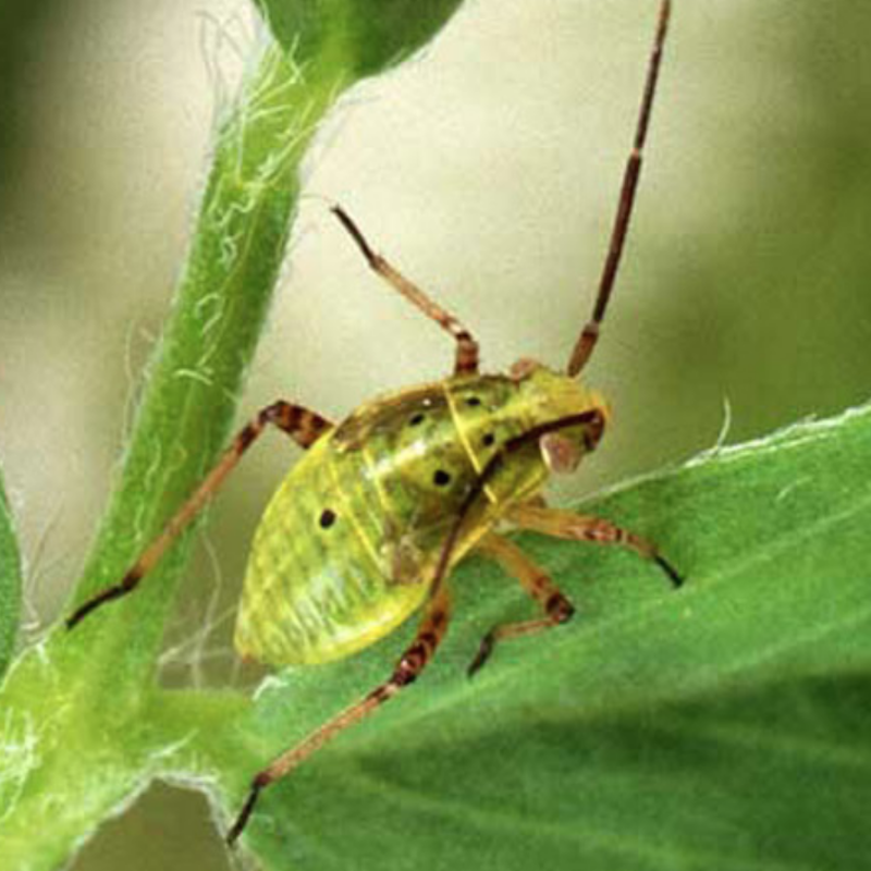 Tarnished plant bug nymph