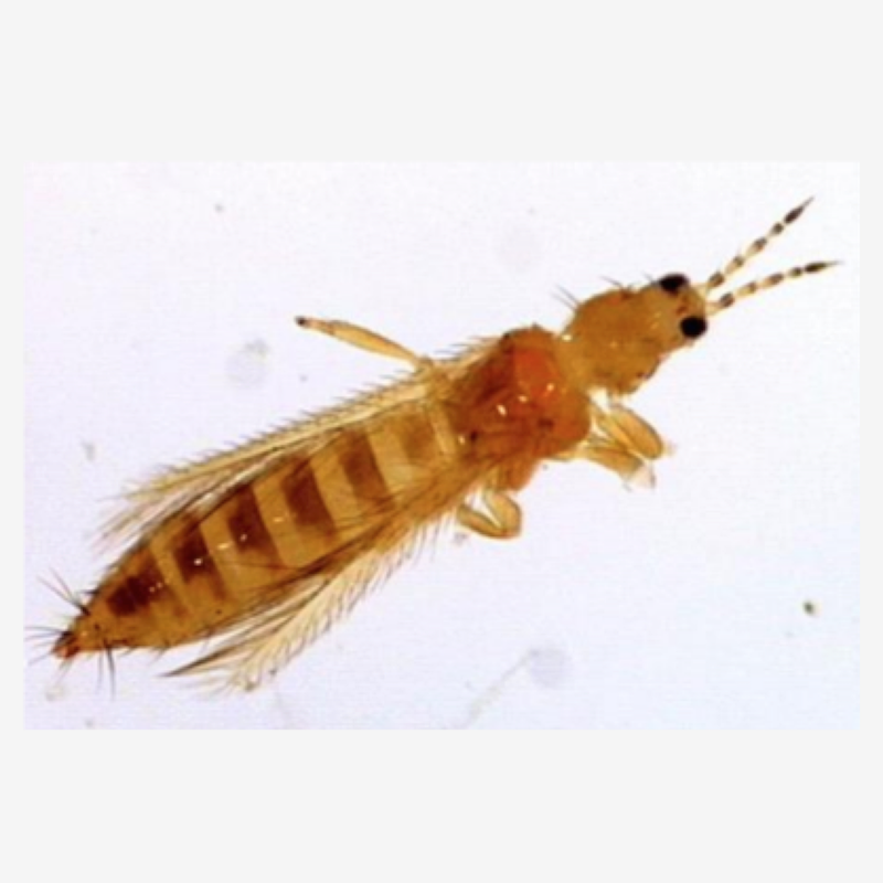 Thrips