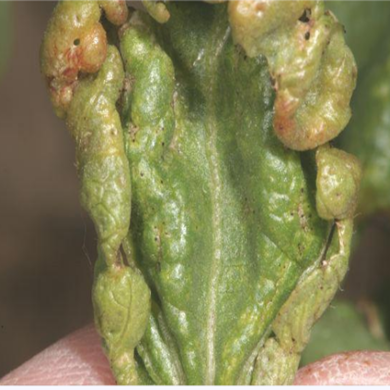 Thrips damage to cotton