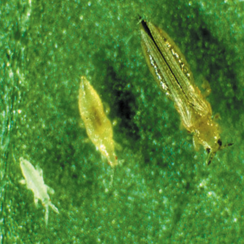 Thrips