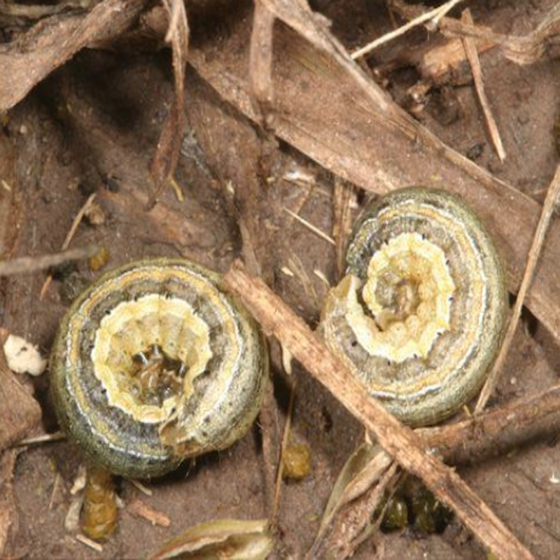 True armyworm caterpillar