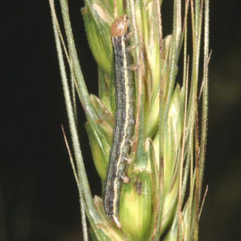 True armyworm caterpillar