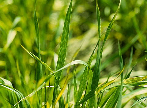 Wheat streak mosaic virus
