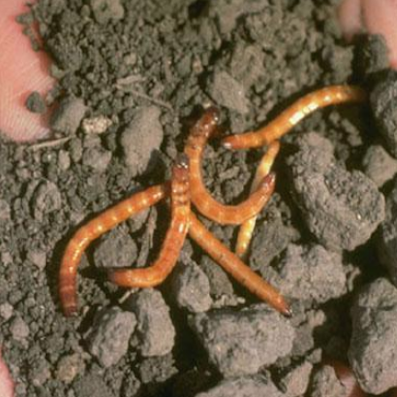 Wireworms