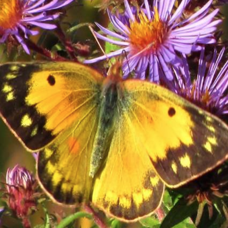 Alfalfa caterpillar butterfly: Strong brown-black spots on near middle, front margin. Pronounced brown-black margin around wings; males having yellow spots within margin. Wingspan of 2-2.5".