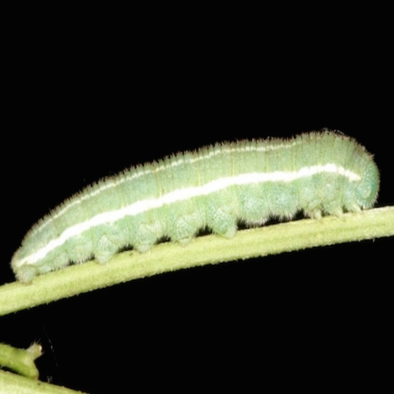 Alfalfa caterpillar: Green larvae with white and pink band on either side of abdomen, and can have 2 white lines running down the back.