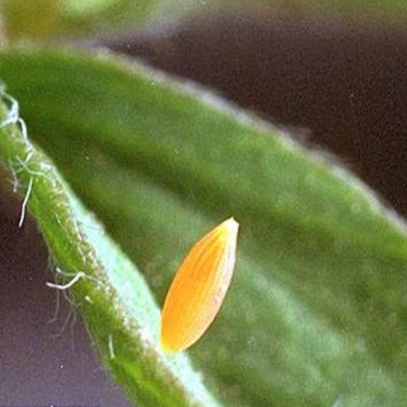 Alfalfa caterpillar egg