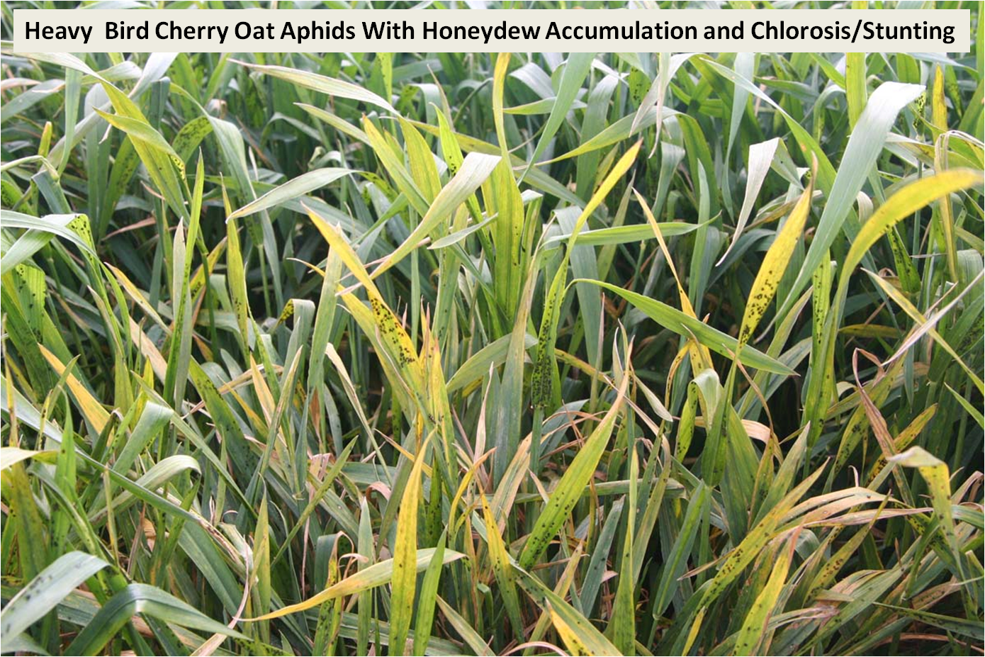 bird-cherry-oat-aphid damage