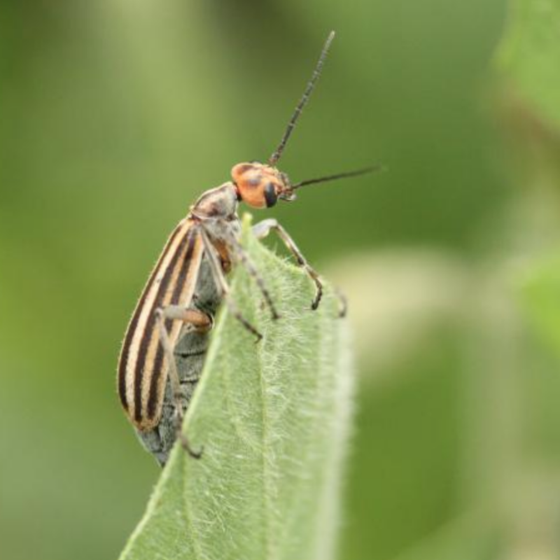 Striped blister beetle