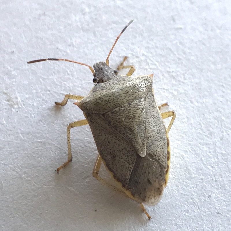 Brown stink bug adult