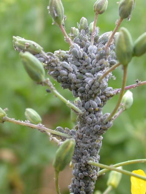 Cabbage aphids on raceme Cabbage aphids on raceme
