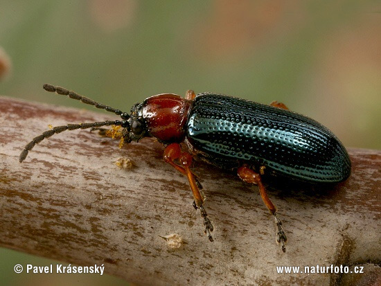 Cereal Leaf Beetle Cereal Leaf Beetle
