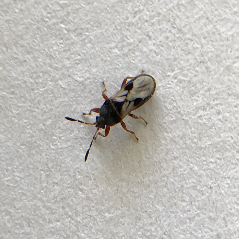 Adult chinch bug