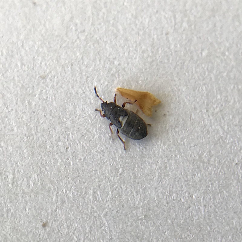 Immature chinch bug