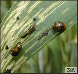 Cereal Leaf Beetle Damage