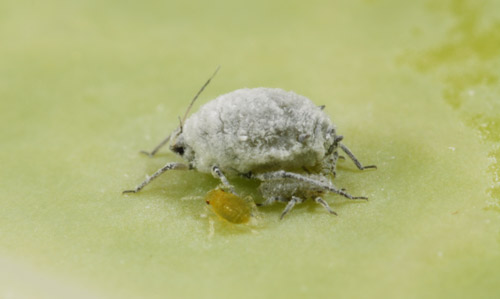 Cabbage aphid close up Cabbage aphid close up