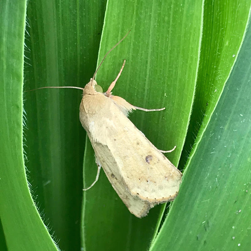 Adult earworm moth