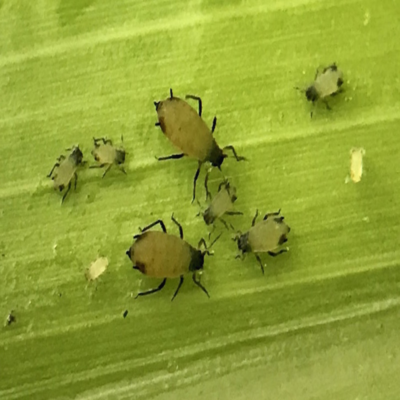 Corn leaf aphid